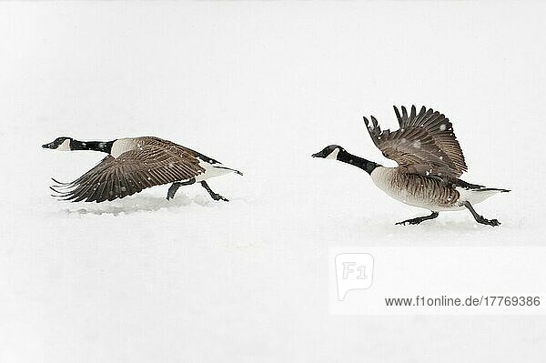 Canada goose (Branta canadensis) two adults taking off from the snow,  Reddish Vale Country Park,  Greater Manchester,  England,  winter