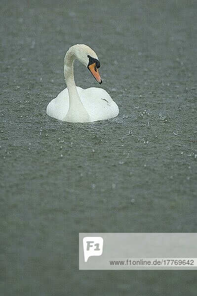 Höckerschwan (Cygnus olor) erwachsen  schwimmt bei starkem Regen  Elmley Marshes  North Kent Marshes  Kent  England  Frühling