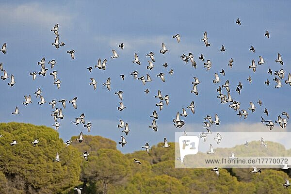 Hohltaube  Hohltauben (Columba oenas)  Tauben  Tiere  Vögel  Stock Dove large winter flock  in flight  Spain  January