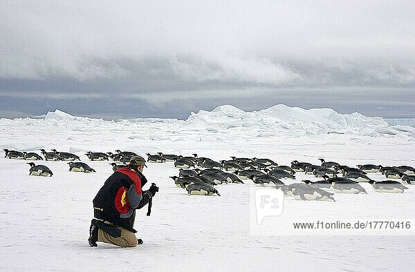 Emperor penguin (Aptenodytes forsteri) adults  sledding in the snow  ecotourist with camera  Snow Hill Island  Antarctic Peninsula  Antarctica