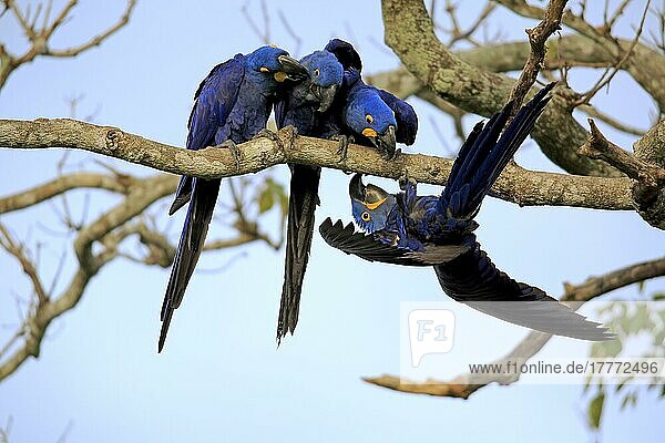 Hyacinth Macaw (Anodorhynchus hyacinthinus)  Blue Macaw  group of adults on tree  Pantanal  Mato Grosso  Brazil  South America