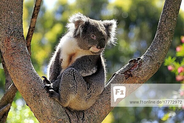 Koala (Phascolarctos cinereus)  erwachsen auf Baum  Kangaroo Island  Südaustralien  Australien  Ozeanien