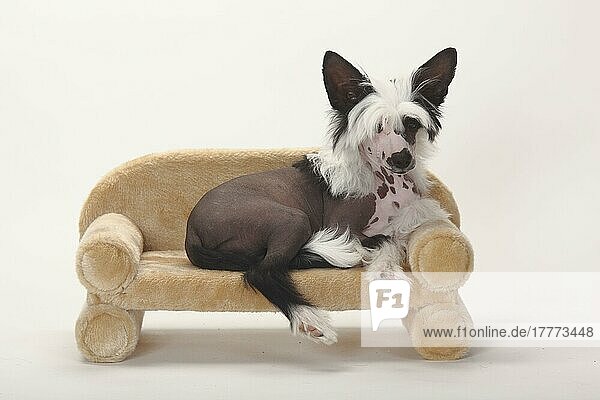 Chinesischer Schopfhund  haarlos  Welpe  männlich  4 Monate  Sofa  Couch