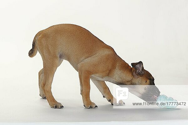 Mischlingshund  Welpe  12 Wochen  Mopsmischling  Kautschuk-Kauspielzeug  Spielzeug  Beschäftigung  seitlich