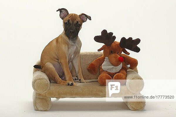 Mischlingshund  Welpe  12 Wochen  Mopsmischling  Kuscheltier  Spielzeug  Sofa  Couch