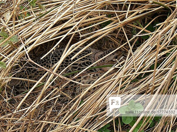 Gewöhnlicher Fasan (Phasianus colchicus) adultes Weibchen auf Nest  bebrütet Eier  Devon  England  Großbritannien  Europa