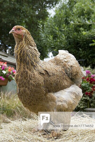 Brahma-Hühner  reinrassig  Geflügel  Haushühner  Hühnervoegel  Nutztiere  Tiere  Vögel  Domestic Chicken  Gold Brahma hen