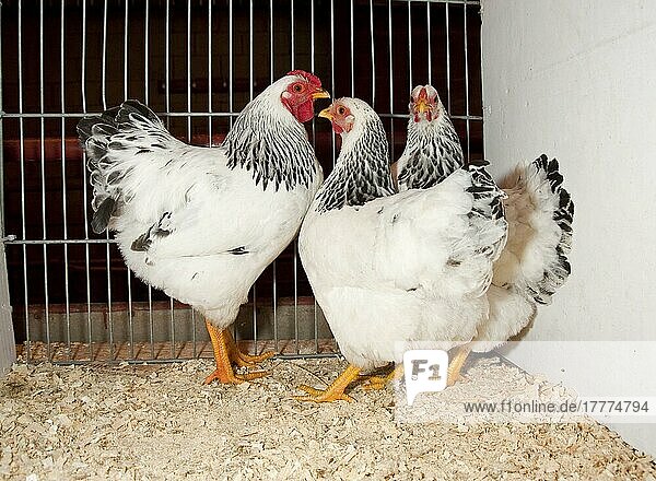 Haushuhn  kolumbianischer Wyandotte  Hahn und zwei Hennen  im Käfig stehend  England  Großbritannien  Europa