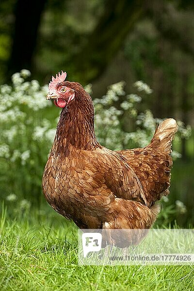 Haushuhn  freilaufende Henne  steht auf Gras in schattigen Wäldern  England  Mai