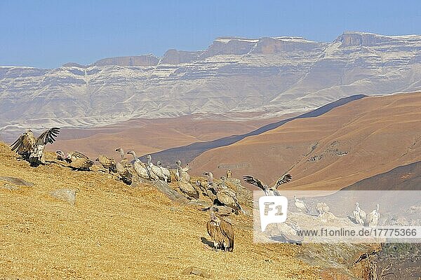 Cape griffon (Gyps coprotheres) flock gathered on the top of a mountain cliff  Giant's Castle N. P. Drakensberg  Natal  South Africa  Africa