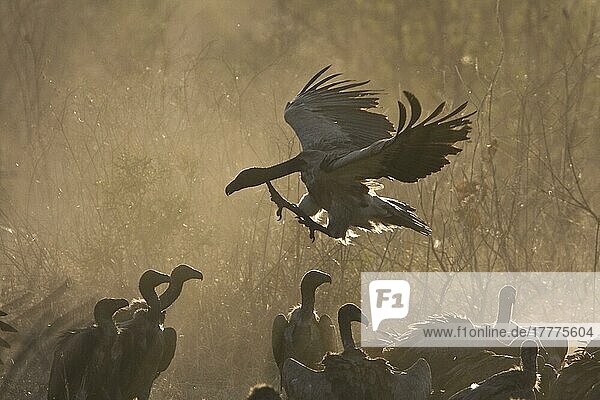 Weißrückengeier  Geier  Greifvögel  Tiere  Vögel  Whitebacked Vulture flies over other vultures