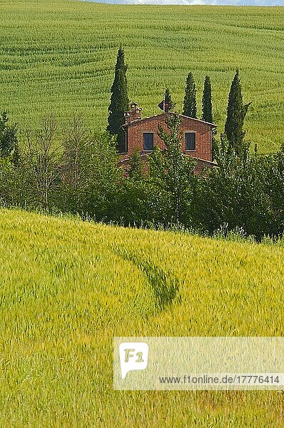 Val d'Orcia  Orcia-Tal  Bauernhof mit Zypressen  Felder und Bauernhäuser  Toskana-Landschaft  UNESCO-Weltkulturerbe  Pienza  Provinz Siena  Toskana  Italien  Europa