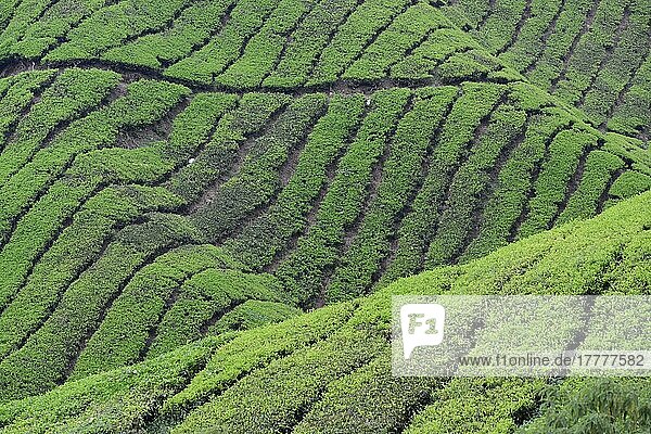 Tea Plantation  Cameron Highlands  Malaysia  Asia