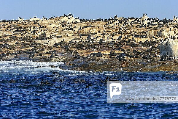 Sea (Arctocephalus pusillus)  Robbenkolonie  Westkap  Südafrika  Island  Europa
