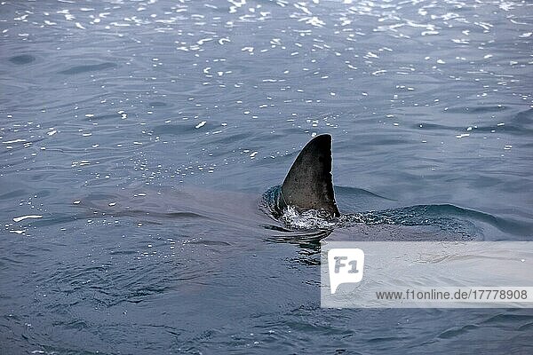 Weißer Hai (Carcharodon carcharias)  Flosse  Simonstown  Westkap  Südafrika