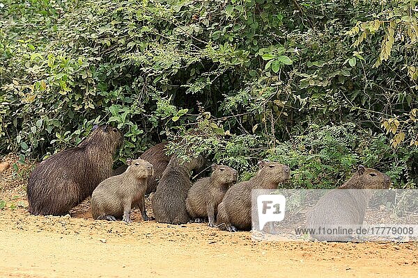 Capybara  Wasserschwein (Hydrochoerus hydrochaeris)  adult mit Jungtieren an Land  Gruppe  Pantanal  Mato Grosso  Brasilien  Südamerika