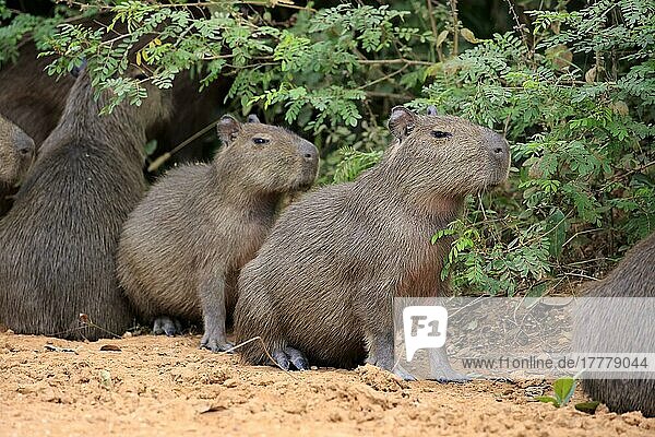 Capybara  Wasserschwein (Hydrochoerus hydrochaeris)  Gruppe von Jungtieren an Land  Pantanal  Mato Grosso  Brasilien  Südamerika