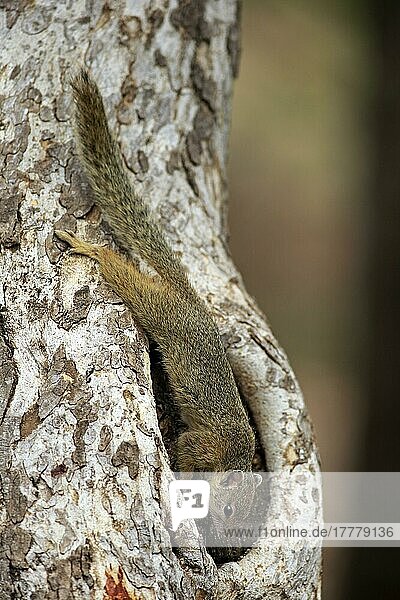 Smith-Buschhörnchen  Gelbfußhörnchen  Gelbfußbuschhörnchen (Paraxerus cepapi)  adult auf Baum frisst Brot  Krüger Nationalpark  Südafrika