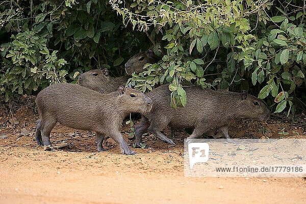 Capybara  Wasserschwein (Hydrochoerus hydrochaeris)  Gruppe von Jungtieren an Land  Pantanal  Mato Grosso  Brasilien  Südamerika