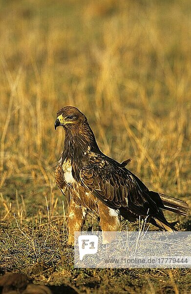 Tawny Eagle (Aquila papax) Am Boden stehend  Nahaufnahme  Maasai Mara  Kenia  Afrika