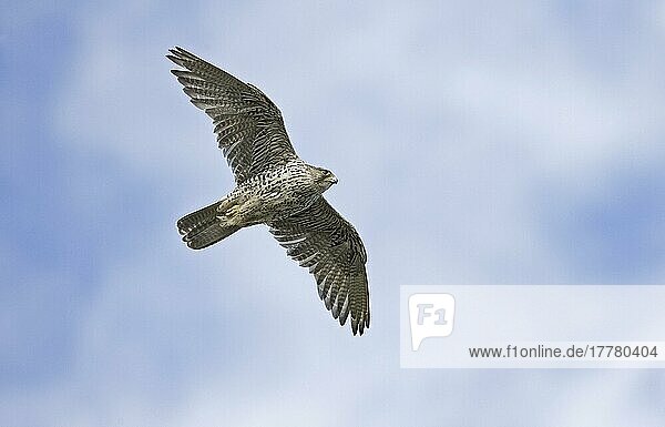 Gyrfalke (Falco rusticolus) erwachsen  im Flug  Varangerfjord  Finnmark  Norwegen  Europa