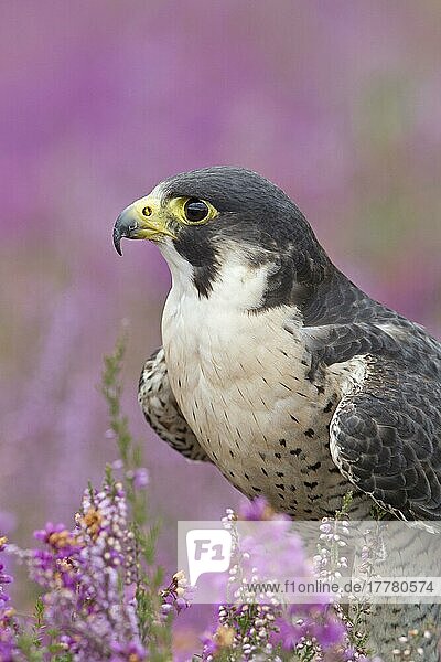 Wanderfalke (Falco peregrinus) ausgewachsen  Nahaufnahme von Kopf und Brust  inmitten von blühendem Heidekraut stehend  September (in Gefangenschaft)