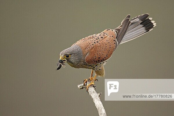 Turmfalke (Falco tinnunculus)  erwachsenes Männchen  Insektenfresser  auf Ackerland  Ungarn  Frühsommer  Europa