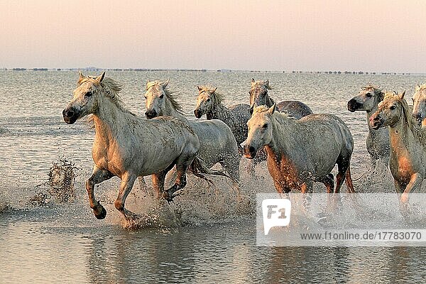 Camargue-Pferde laufen durch Wasser  Camargue  Provence  Südfrankreich  Camarguepferd  Schimmel