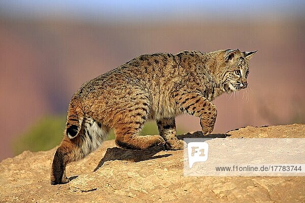 Bobcat (Lynx rufus)  Monument Valley  bobcat (Felis rufa)  USA  North America