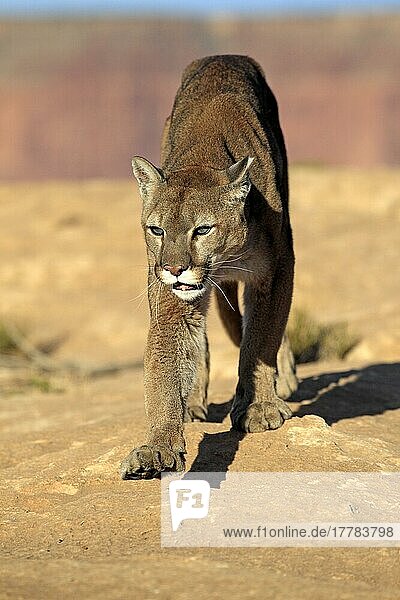 Cougar  Monument Valley  Utah (Felis concolor)  Sillberloewe  Silver Lion  Mountain Lion  USA  North America