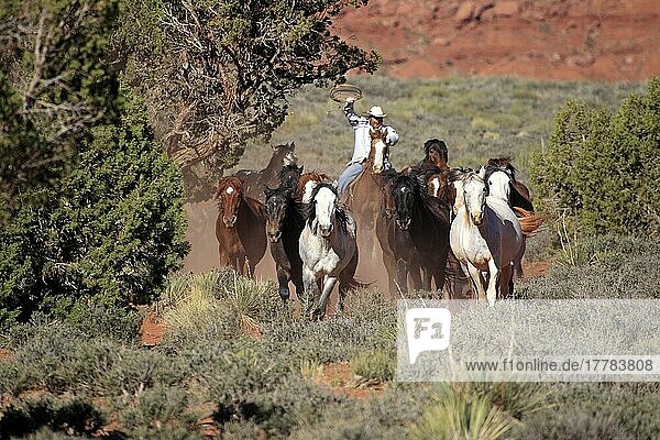 Navajo cowboy drives mustangs  Monument Valley  Utah  USA  Indians  Native Americans  North America