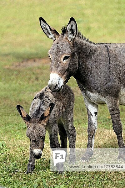 Domestic ass  mare with foal  donkey