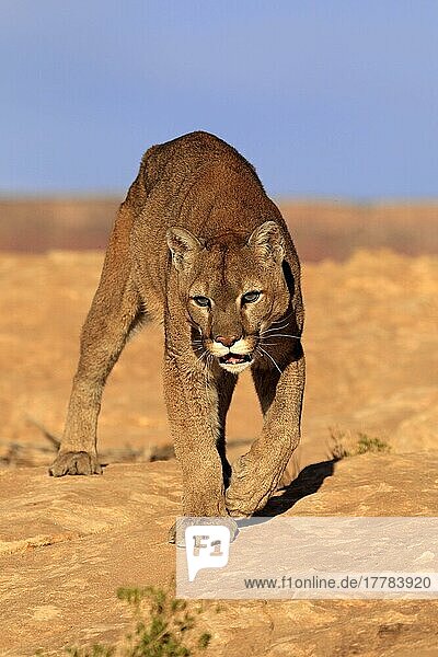 Cougar  Monument Valley  Utah (Felis concolor)  Sillberloewe  Silver Lion  Mountain Lion  Exempt  USA  North America
