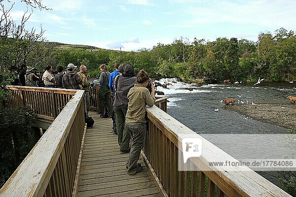 Touristen  Tierbeobachtung  Grizzlybären  am Wasser  im Sommer  auf Steg  Brookes River  Brookes Falls  Katmai Nationalpark  Alaska  USA  Nordamerika