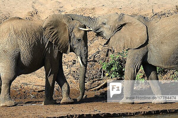 Afrikanische Elefanten (Loxodonta africana) spielen Kampf  Samburu National Reserve  Oktober  Kenia  Afrika