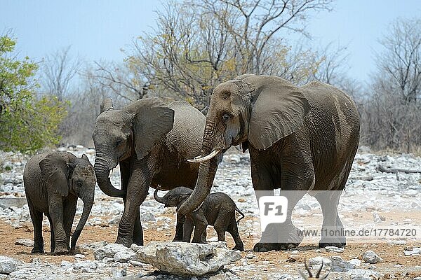 Afrikanisches Elefantenweibchen  das sein sehr junges Kalb mit seinem Rüssel beschützt und ihm hilft (Loxodonta africana) Etosha National Park  Namibia  Afrika