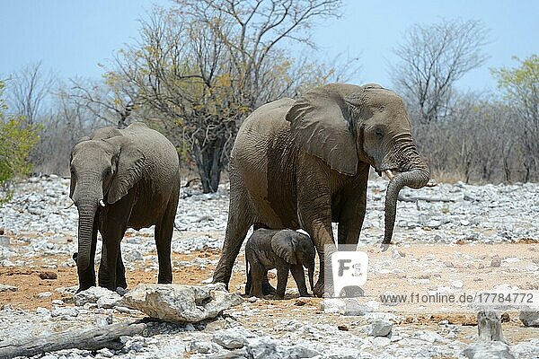 Afrikanisches Elefantenweibchen neben ihrem sehr jungen Kalb (Loxodonta africana) Etosha National Park  Namibia  Afrika