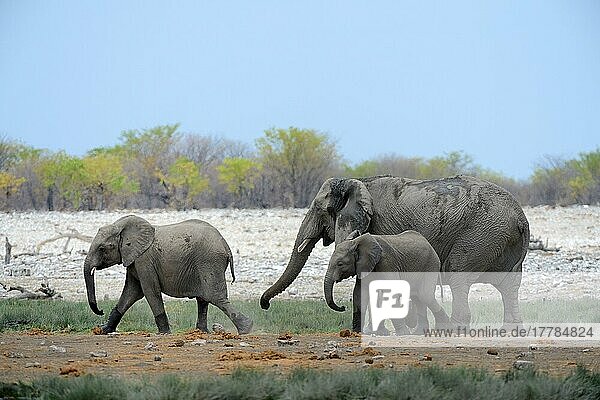 Afrikanisches Elefantenweibchen und Jungtiere (Loxodonta africana) bei Riedfontein Quelle Etosha National Park  Namibia  Afrika
