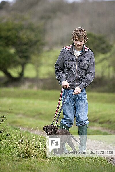 Junge mit Labrador Retriever  Welpe  10 Wochen  an der Leine  England  Leinenführigkeit  Hundeerziehung  zieht an der Leine