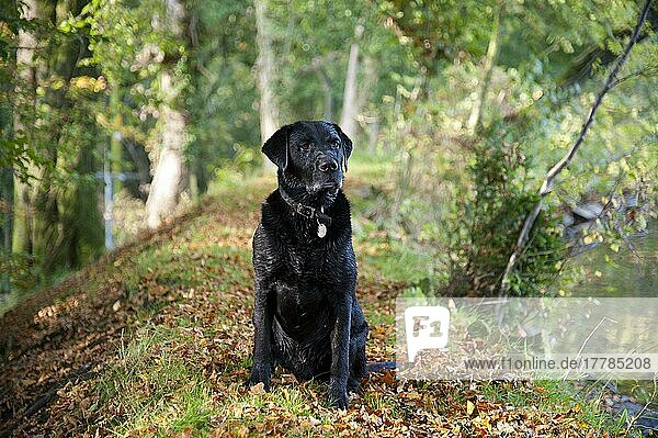 Haushund  Schwarzer Labrador Retriever  Typ Drakeshead  erwachsener Rüde  sitzt in der Nähe des Mühlteiches  Chipping  Lancashire  England  Oktober