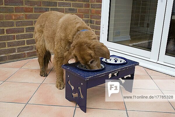 Golden Retriever an Futternapf in Napfstaender  England  alter Hund