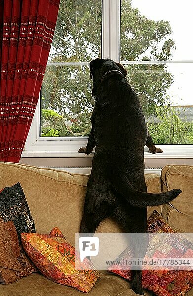 Labrador Retriever steht auf Sofa  schaut aus Fenster  England  Großbritannien  Europa