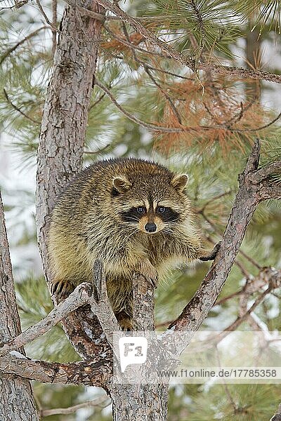 Common Raccoon (Procyon lotor) adult  standing in pine tree  Minnesota  U. S. A. January (captive)