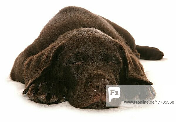 Haushund  Chocolate Labrador Retriever  Rüde  Welpe  schlafend