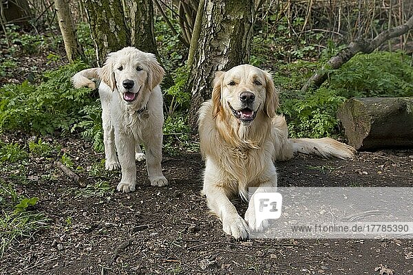 Haushund  Golden Retriever  Erwachsener und Welpe  im Wald  England  Frühling