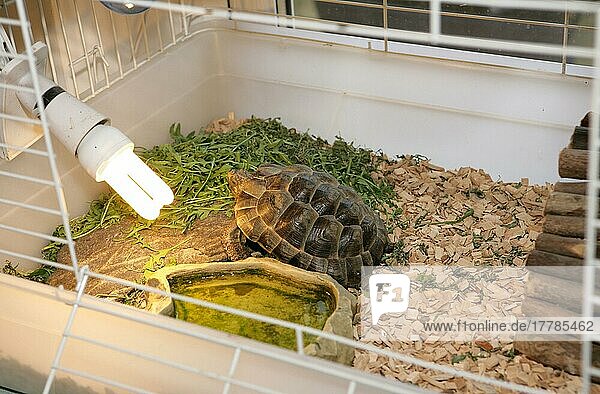 Hermanns Landschildkröte (Testudo hermanni) erwachsen  Sonnenbad mit Glühbirne im Käfig
