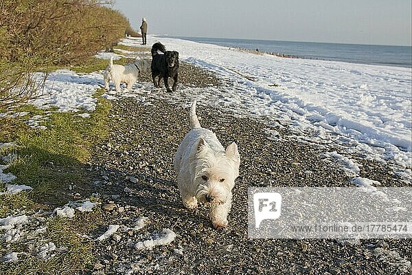West Highland White Terrier und Mischlingshund  England  Großbritannien  Europa