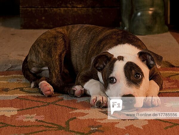 Staffordshire Bull Terrier  Welpe  18 Wochen  liegt auf Teppich