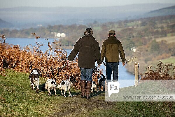 Menschen gehen mit Spaniels spazieren  an der Leine  angeleint  Lake District  Cumbria  England  Großbritannien  Europa