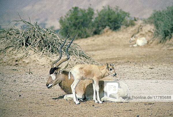 Addax  Mendesantilope (Addax nasomaculatus)  Addaxantilope  Mendesantilopen  Addaxantilopen  Antilopen  Huftiere  Paarhufer  Säugetiere  Tiere  Addax Adult and young  Israel  Asien